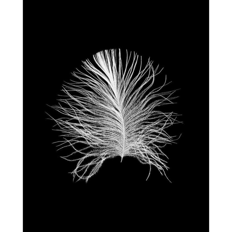 Komar Wandbild Feather Black Feder B/L: ca. 40x50 cm