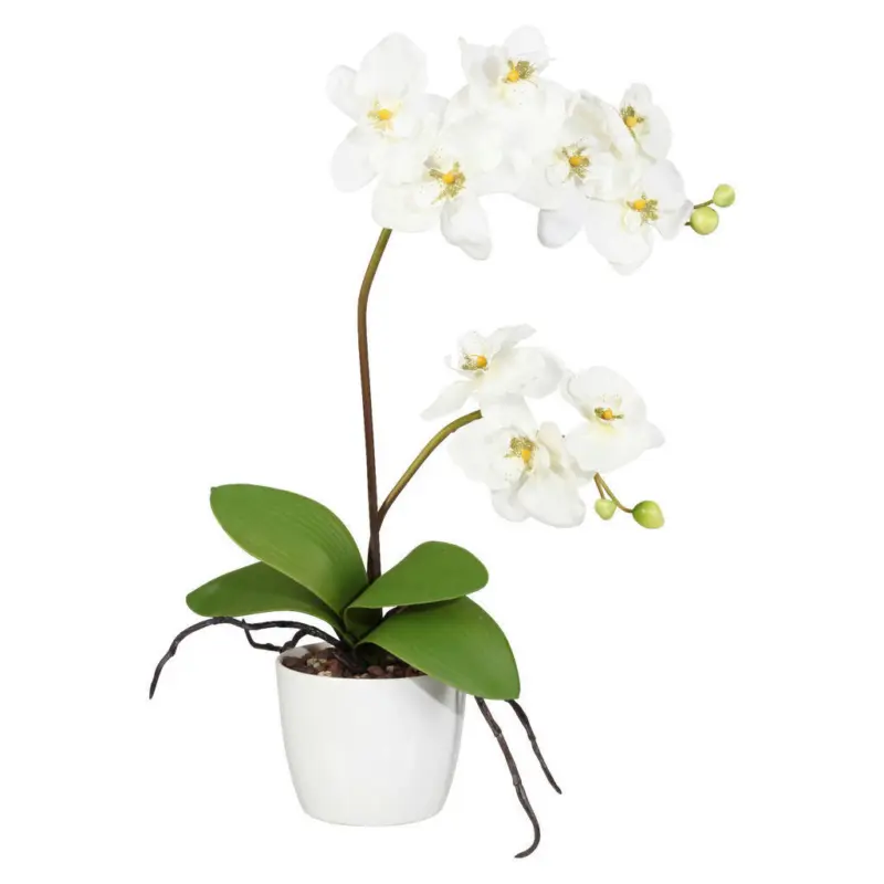 Orchidee