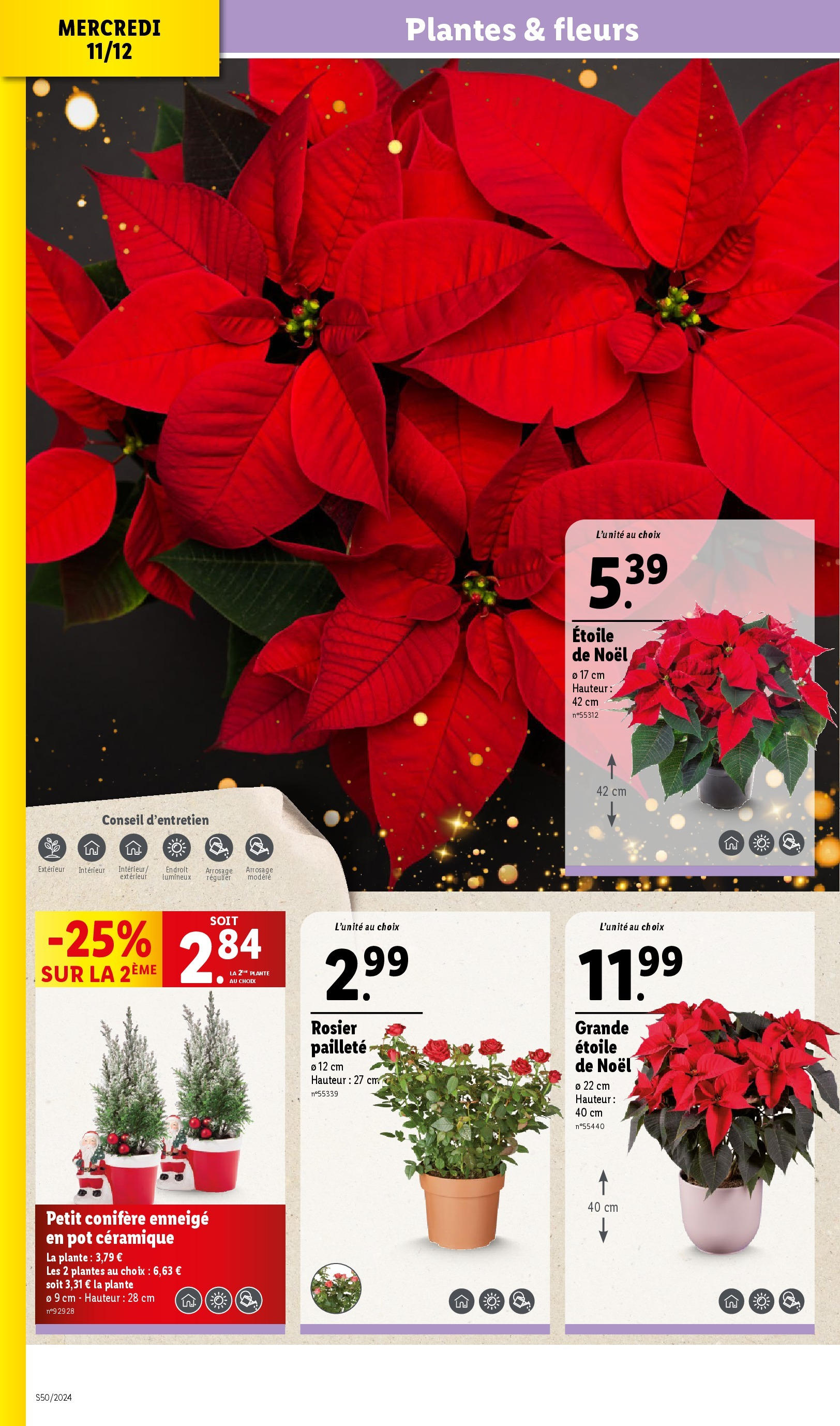 Catalogue LIDL du 10/12/2024 | Promo prospectus en ligne | Page: 32 | Produits: Rosier, Plantes