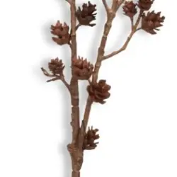 JYSK Crenguță FREJ 10x10x76cm maro