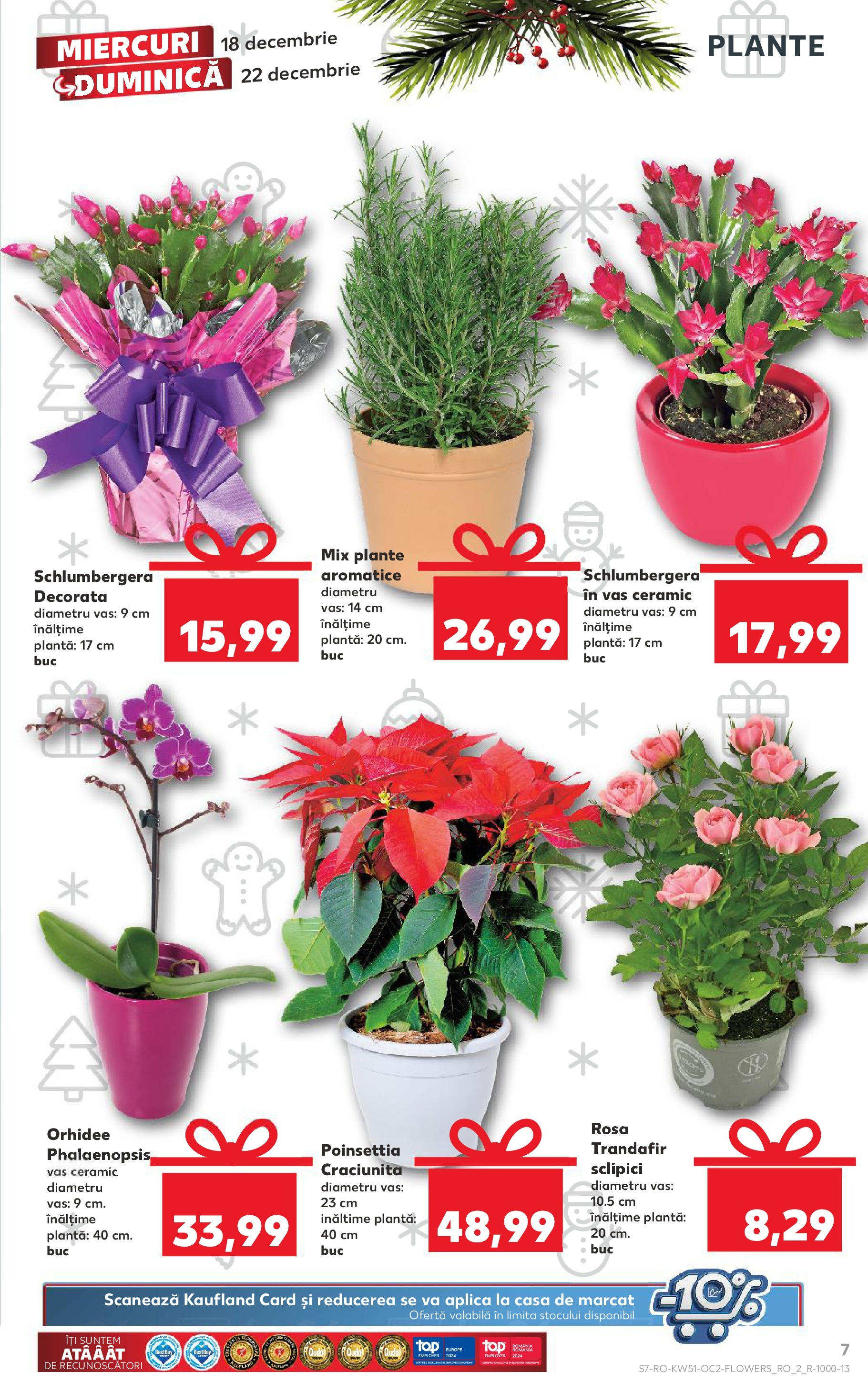 Kaufland - Catalog Kaufland până în data de 22.12.2024 17.12.2024 - Revista si Oferta | Pagină: 7 | Produse: Trandafir, Orhidee