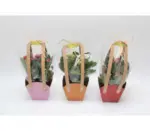 Kaufland хипермаркет Каланхое в подаръчна опаковка - до 21-12-25