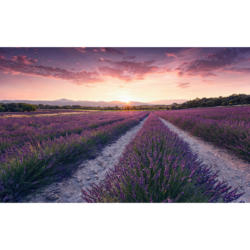 Komar Fototapete Lavender Dream B/L: ca. 450x280 cm