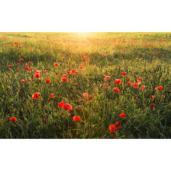 Komar Fototapete Poppy World B/L: ca. 450x280 cm