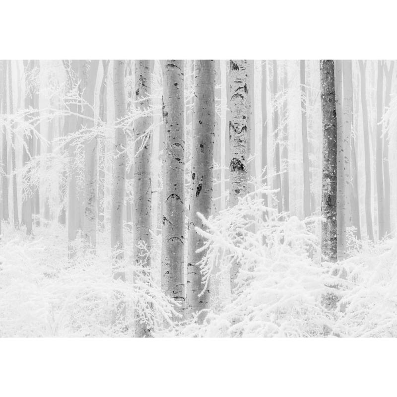 Komar Fototapete Winter Wood B/L: ca. 400x280 cm