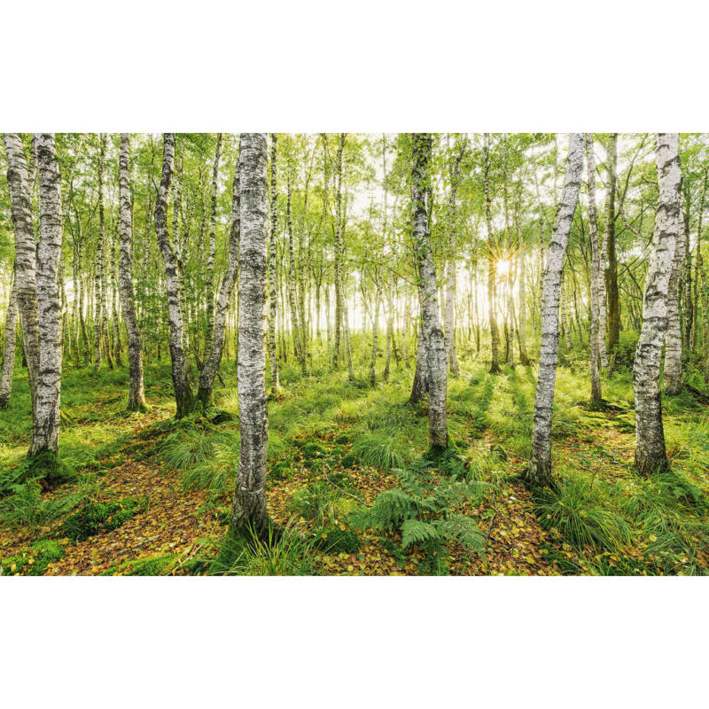 Komar Fototapete Birch Trees B/L: ca. 400x250 cm