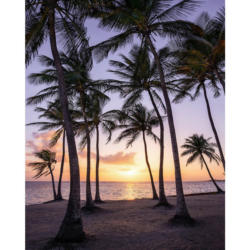 Komar Fototapete Palmtrees on Beach B/L: ca. 200x250 cm