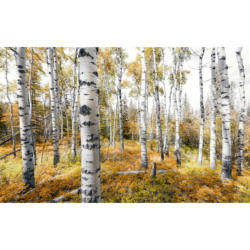 Komar Fototapete Colorful Aspenwoods B/L: ca. 450x280 cm