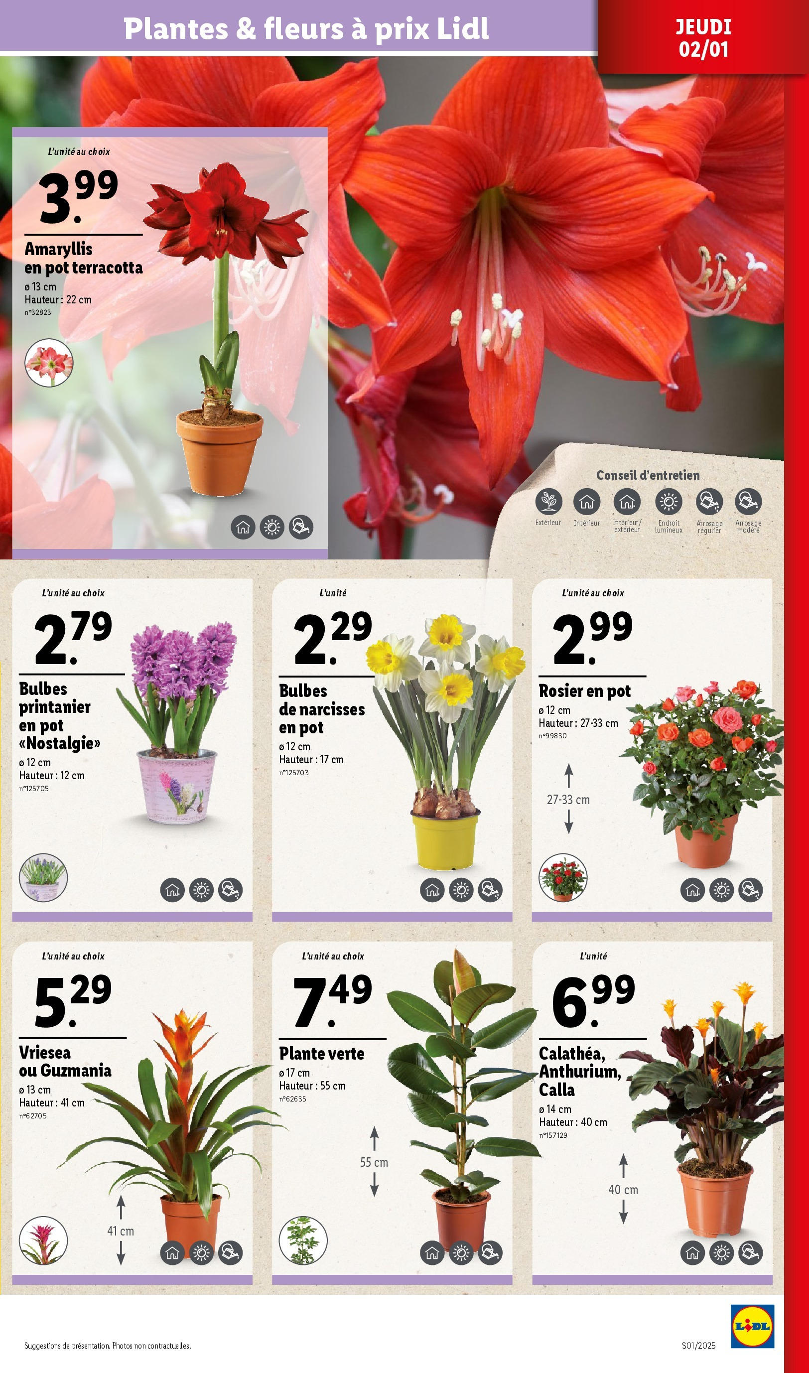 Catalogue LIDL du 01/01/2025 | Promo prospectus en ligne | Page: 31 | Produits: Rosier, Rosier en pot, Plantes, Plante verte