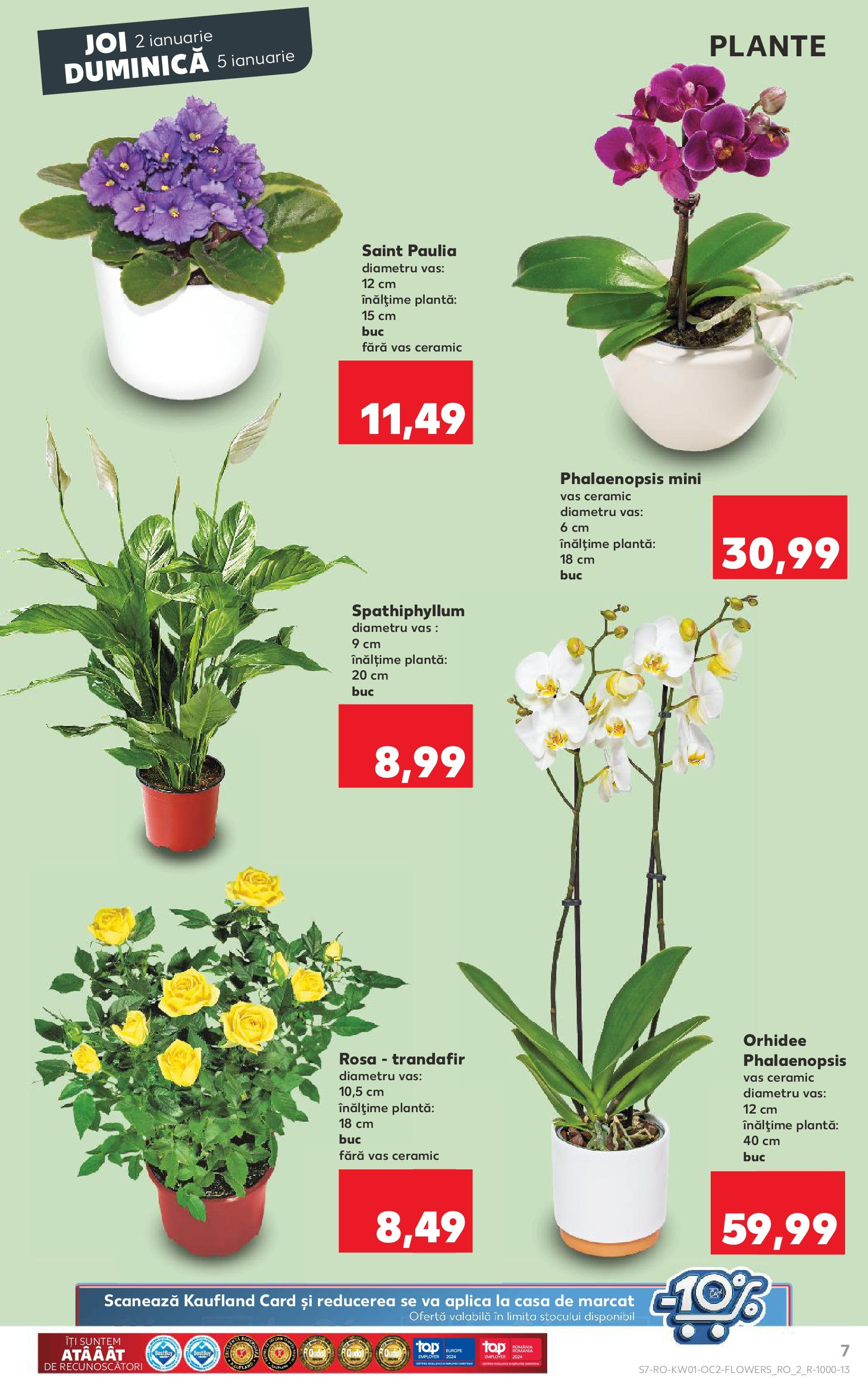 Catalog Kaufland - Bucureşti 02.01.2025 - Revista si Oferta | Pagină: 7 | Produse: Trandafir, Orhidee