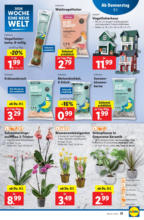 Lidl Österreich Lidl: Flugblatt in deiner Nähe - ab 09.01.2025