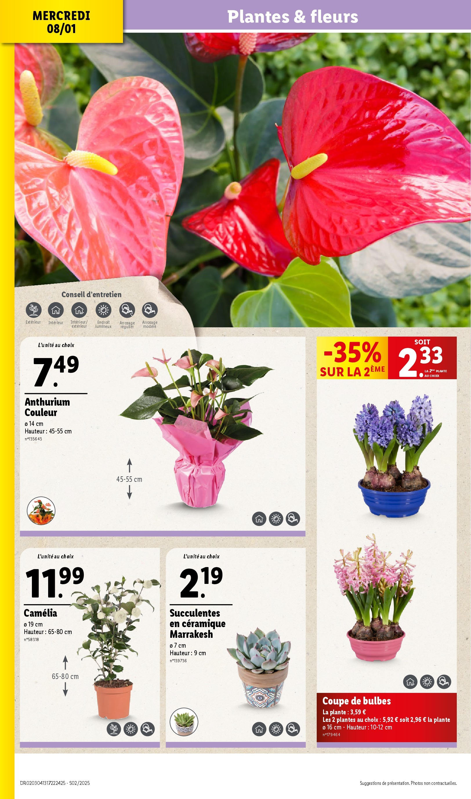 Catalogue LIDL du 07/01/2025 | Promo prospectus en ligne | Page: 30 | Produits: Camelia, Plantes