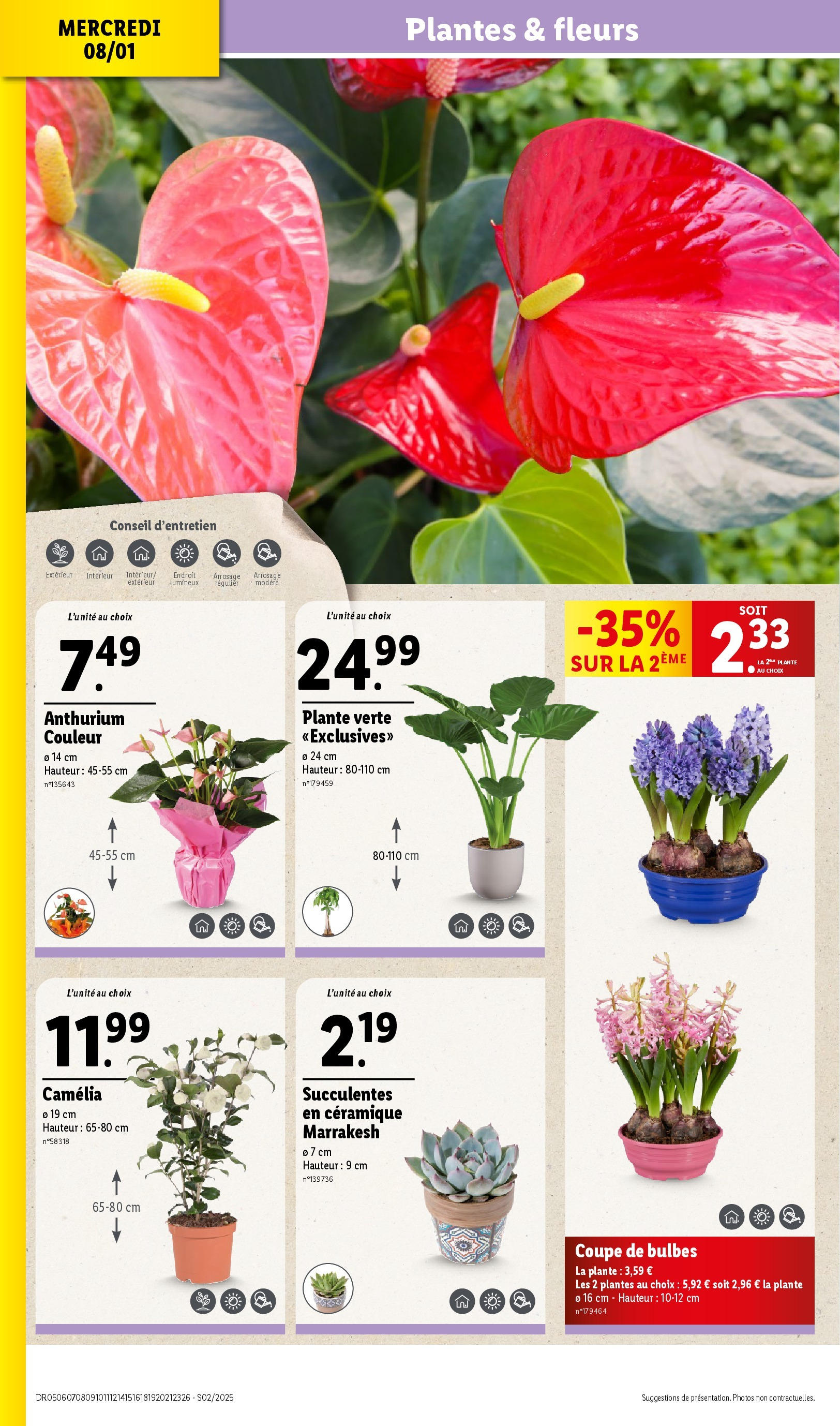 Catalogue LIDL du 07/01/2025 | Promo prospectus en ligne | Page: 30 | Produits: Camelia, Plantes, Plante verte