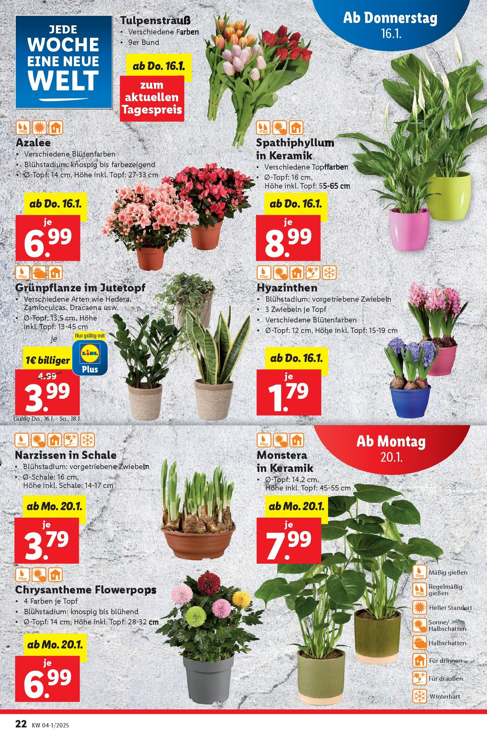 Lidl Flugblatt - Wien ab 16.01.2025 - Angebote ab donnerstag | Seite: 22 | Produkte: Zwiebeln