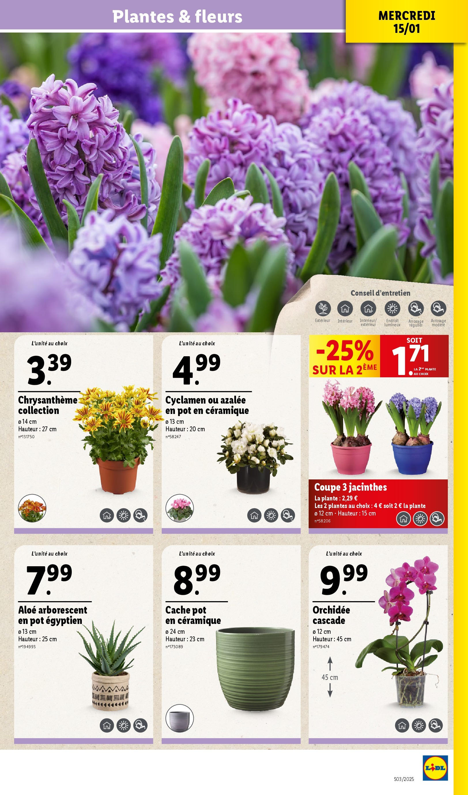 Catalogue LIDL du 14/01/2025 | Promo prospectus en ligne | Page: 31 | Produits: Plantes, Chrysanthème, Orchidée