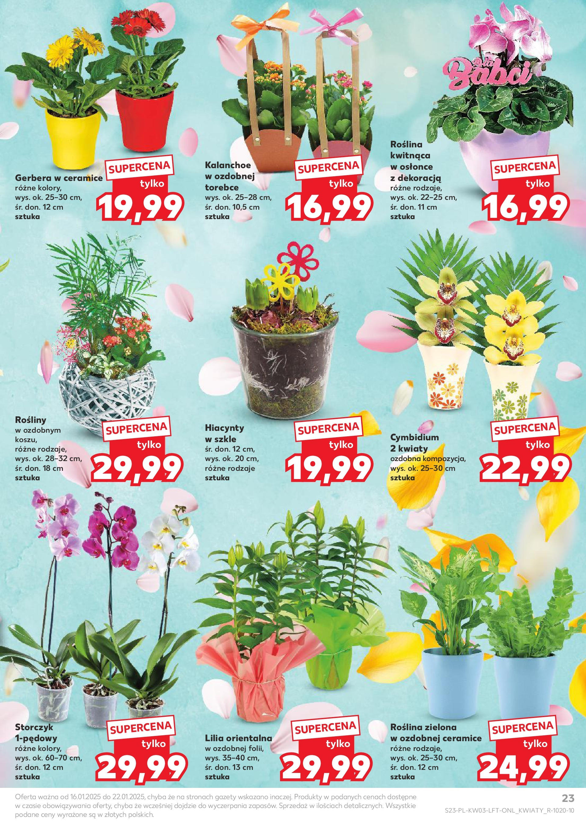 Kaufland gazetka od 16.01.2025 - od jutra PDF | Strona: 23 | Produkty: Rosliny, Kalanchoe, Storczyk, Kwiaty