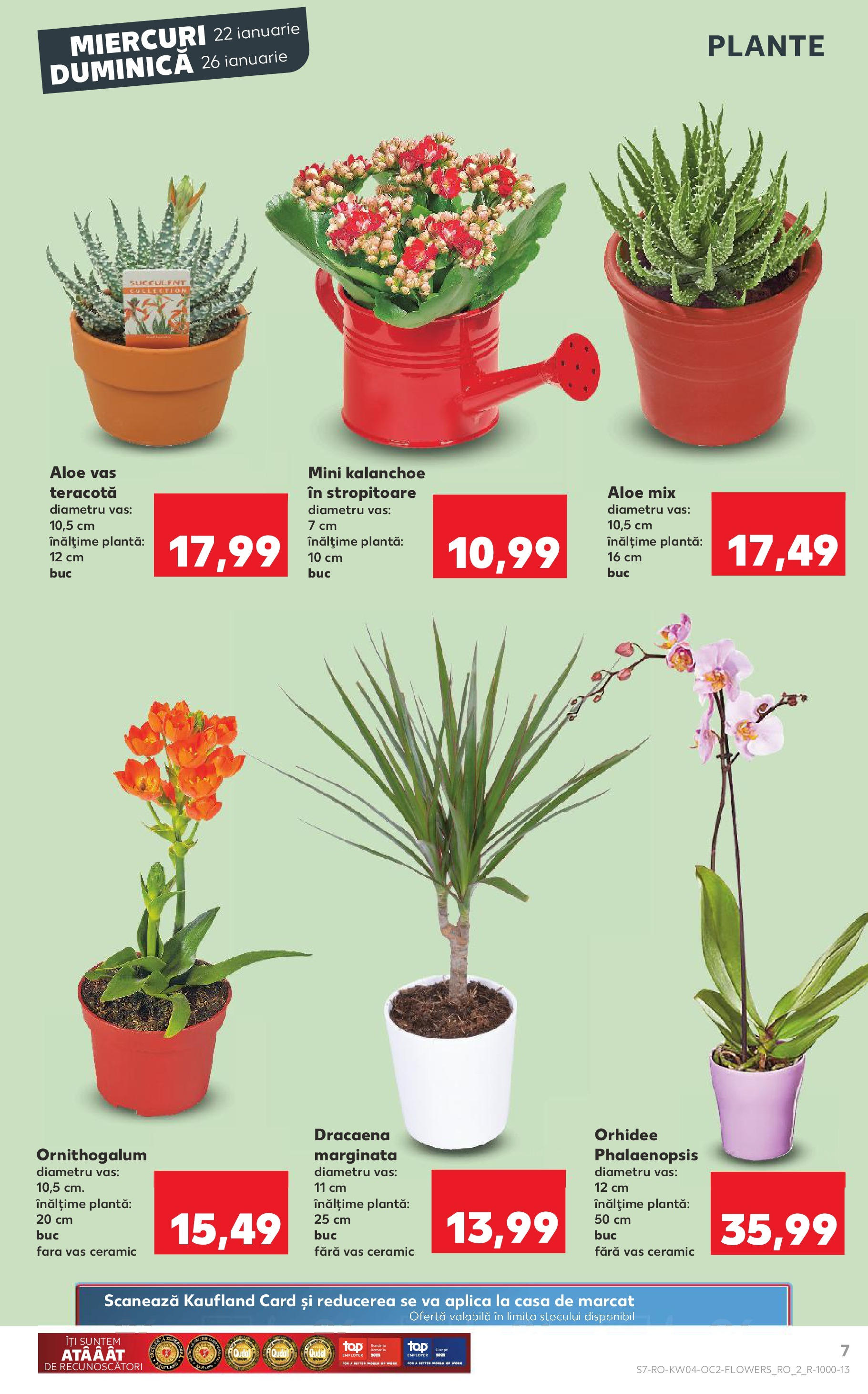 Catalog Kaufland - Bucureşti 22.01.2025 - Revista si Oferta | Pagină: 7 | Produse: Orhidee