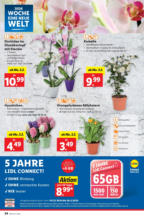 Lidl Österreich Lidl: Flugblatt in deiner Nähe - ab 30.01.2025