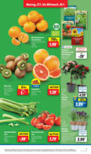 Lidl Lidl: Wochenangebote - bis 01.02.2025