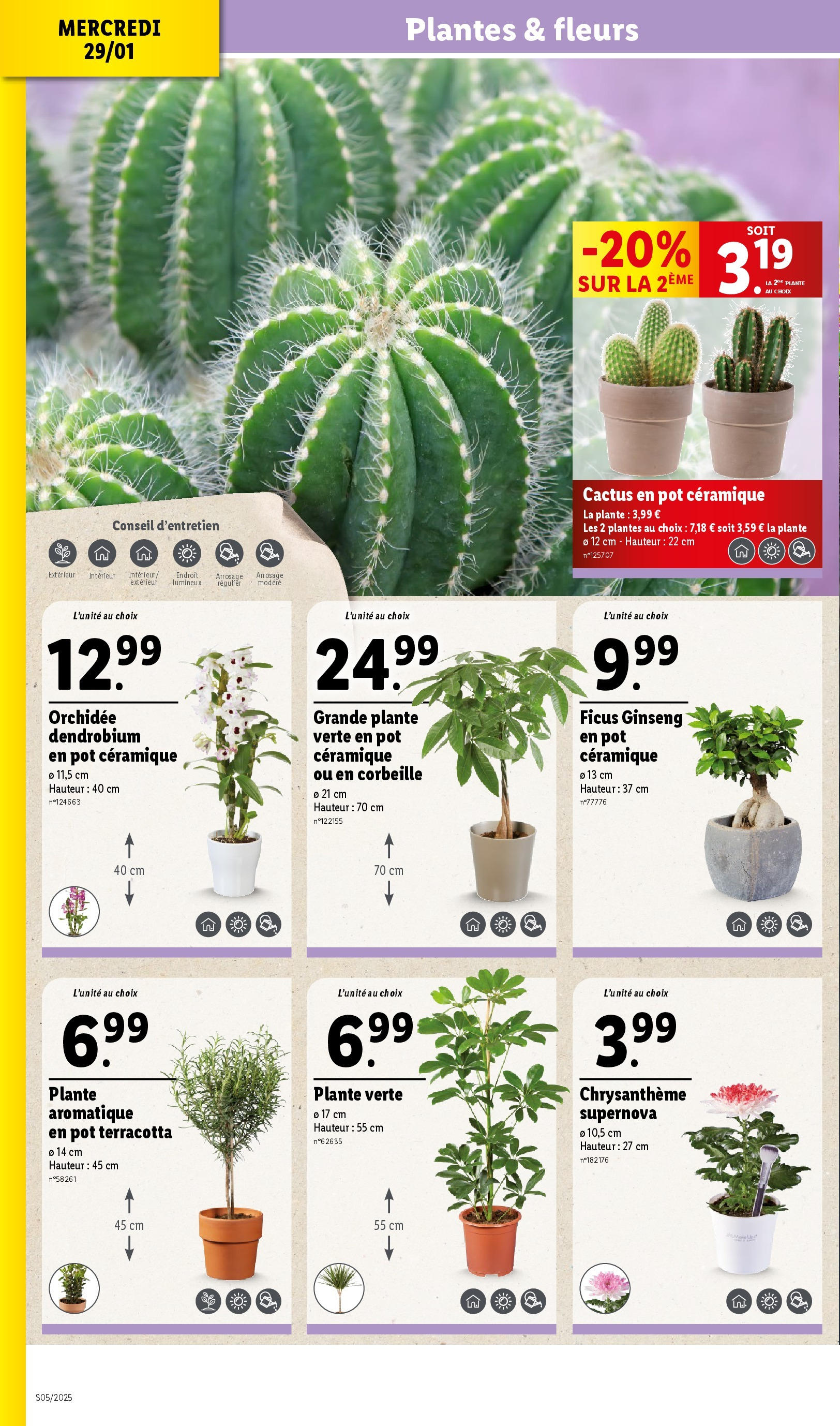 Catalogue LIDL du 28/01/2025 | Promo prospectus en ligne | Page: 32 | Produits: Plantes, Chrysanthème, Plante verte, Orchidée