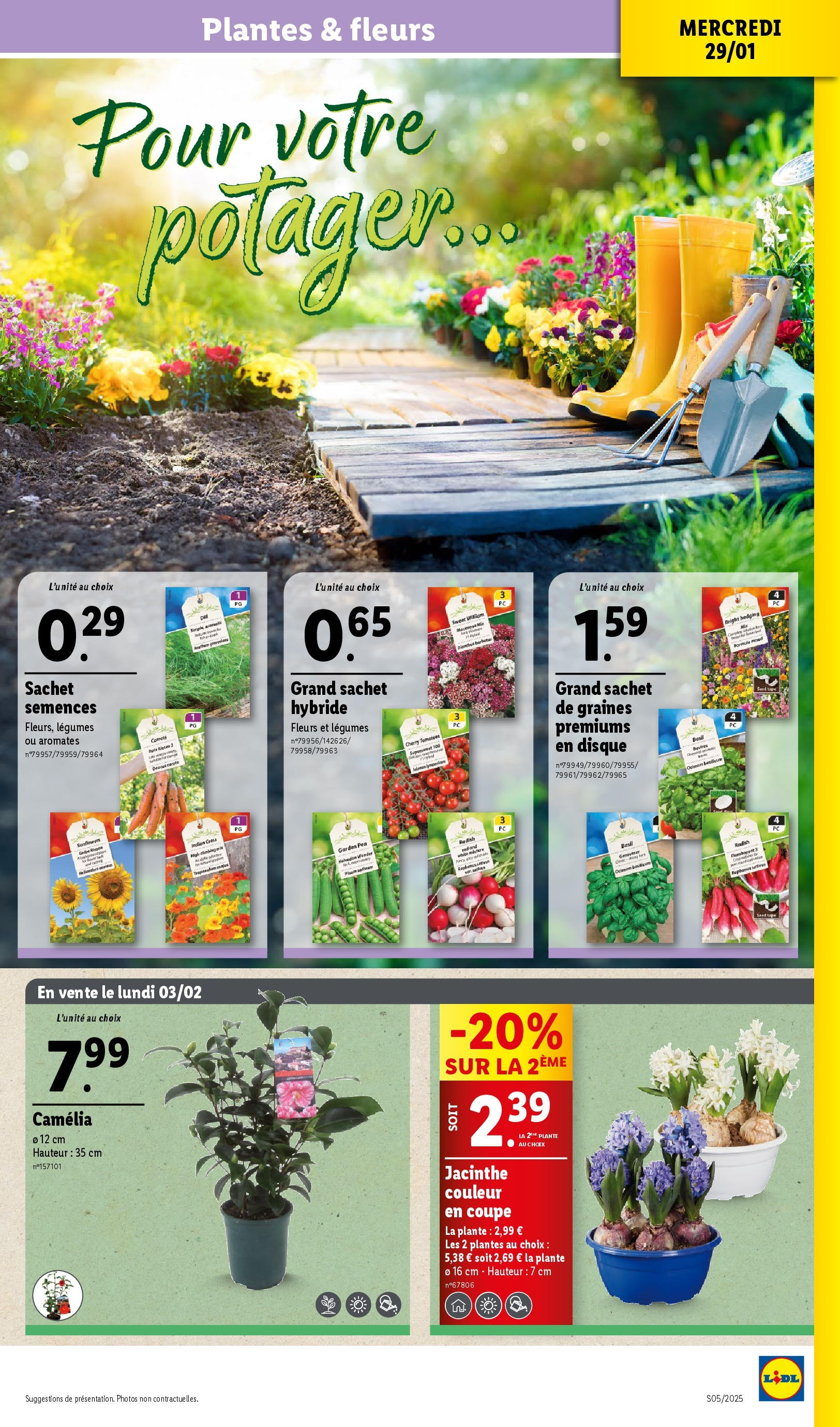 Catalogue LIDL du 28/01/2025 | Promo prospectus en ligne | Page: 33 | Produits: Camelia, Plantes