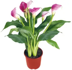 Кала &Oslash;13 см