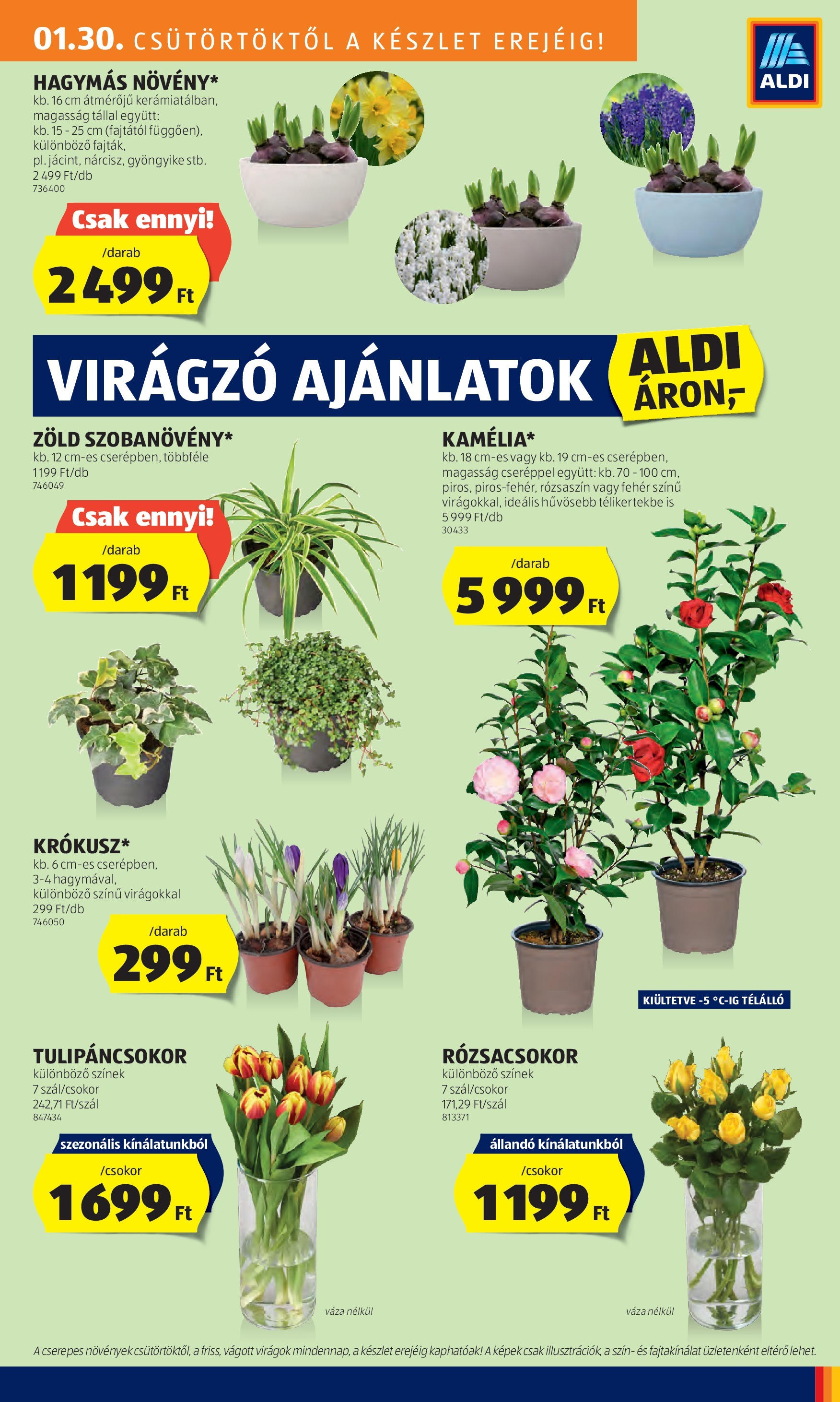 Aldi - Aldi újság érvényessége 2025.02.05.-iG - 2025.01.29. -tól/töl > akció, lapozható szórólap 🛍️ | Oldal: 27 | Termékek: Virágok, Váza