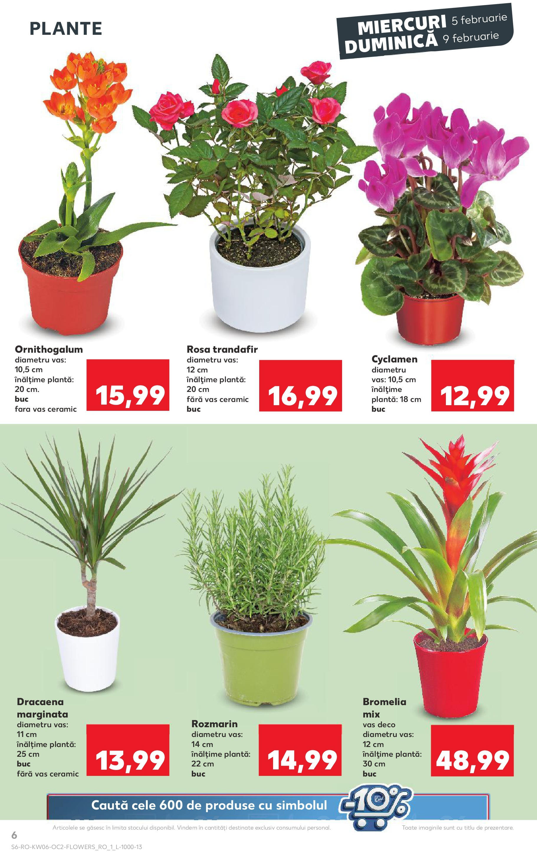 Catalog Kaufland - Bucureşti 05.02.2025 - Revista si Oferta | Pagină: 6 | Produse: Trandafir, Bromelia