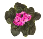 Kaufland хипермаркет Сентполия Ø12 см - до 09-11-25