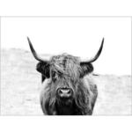 Möbelix Leinwandbild Scottish Highland Cattle II Grau 116x84 cm