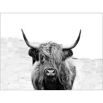 Möbelix Leinwandbild Scottish Highland Cattle II Grau 116x84 cm