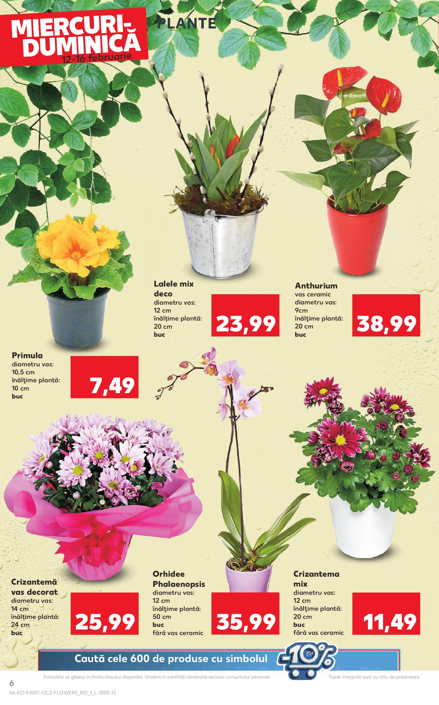 Catalog Kaufland - Bucureşti 12.02.2025 - Revista si Oferta | Pagină: 6 | Produse: Orhidee