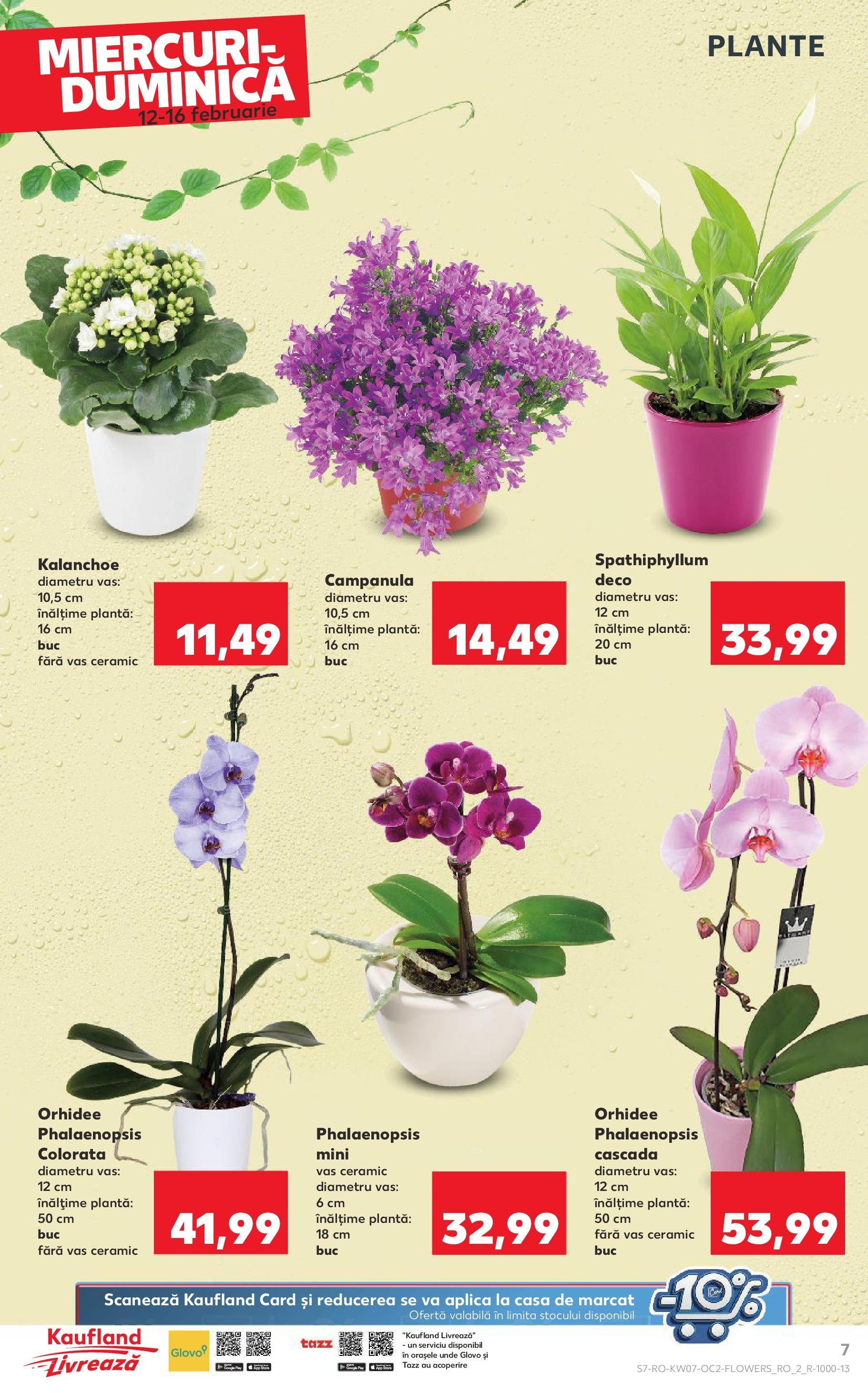 Catalog Kaufland - Bucureşti 12.02.2025 - Revista si Oferta | Pagină: 7 | Produse: Orhidee