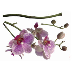 Dekosticker Orchidee