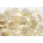 Möbelix Vliestapete 368/248 cm Rose