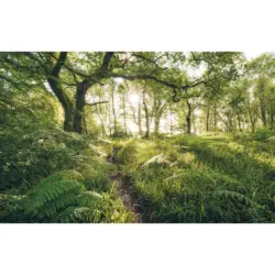 Vliestapete 400/250 cm Bäume