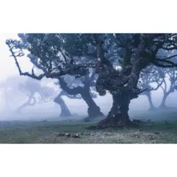 Vliestapete 400/250 cm Bäume