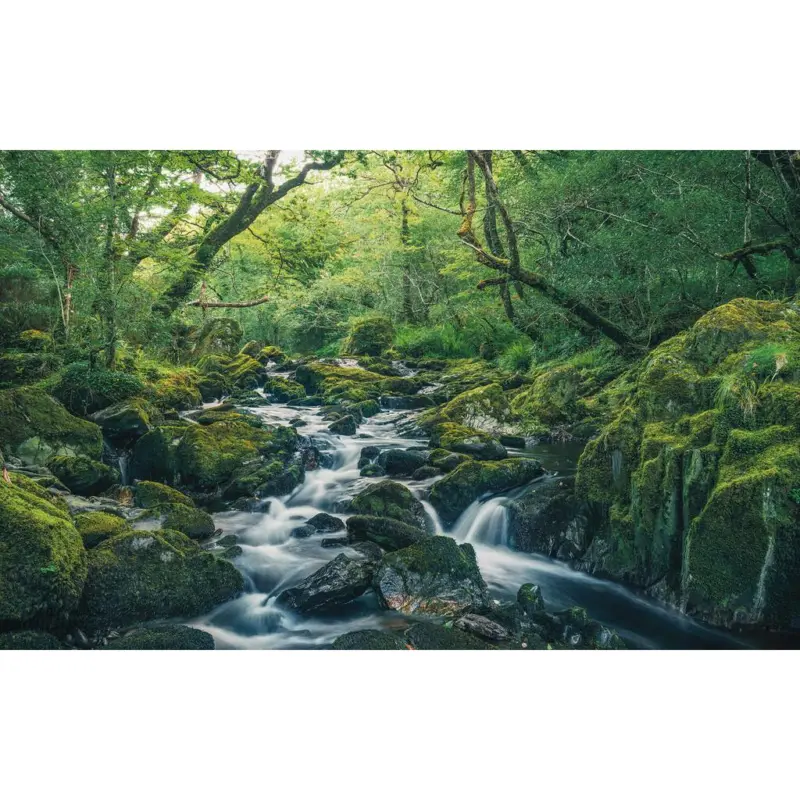 Vliestapete 400/250 cm Bäume