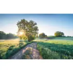 M&ouml;belix Vliestapete 400/250 cm B&auml;ume