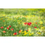 Möbelix Fototapete 450/280 cm Blume