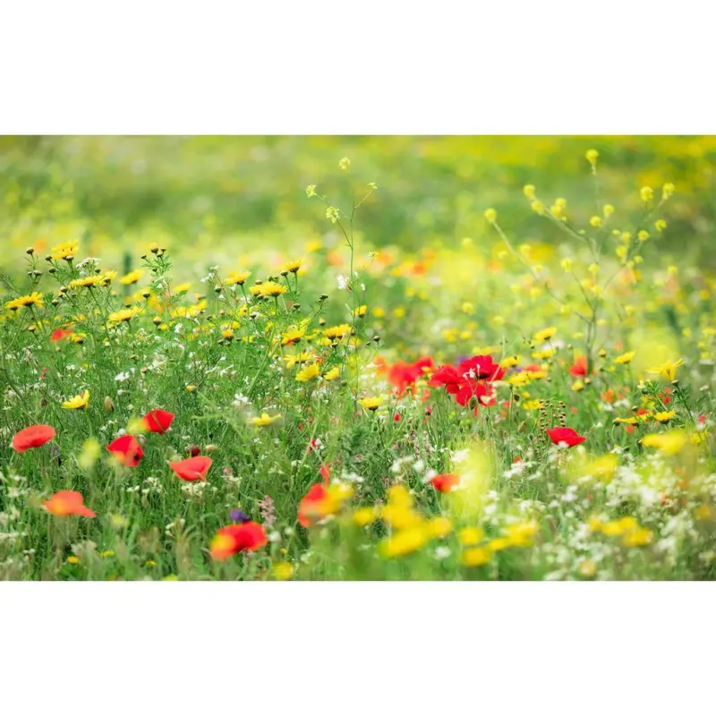 Fototapete 450/280 cm Blume