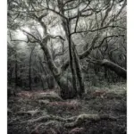 M&ouml;belix Fototapete 250/280 cm Graphik