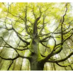 Möbelix Fototapete 300/280 cm Bäume