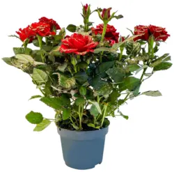 Роза микс &Oslash;10,5 см