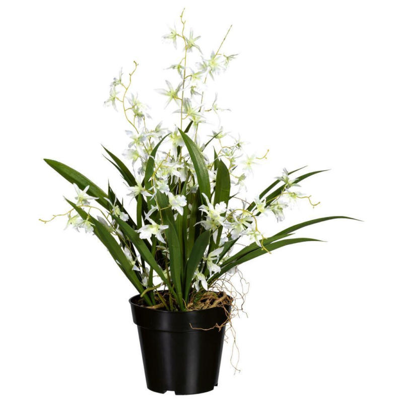 Kunstpflanze Orchideen Grün/Schwarz/Weiß, 60 cm