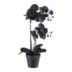 Möbelix Kunstpflanze Orchidee Schwarz, H: 53 cm