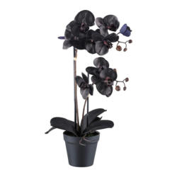 Kunstpflanze Orchidee Schwarz, H: 53 cm