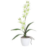 Möbelix Kunstpflanze Orchideen Hellgrün, Topf: Weiß, H: 60 cm