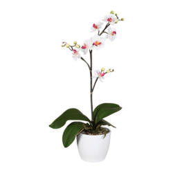 Kunstpflanze Orchideen Weiß-Rosa,topf: Weiß, H: 55 cm