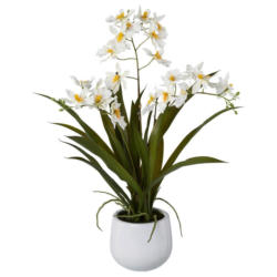 Kunstpflanze Orchideen Weiß, Topf: Weiß, H: 50 cm